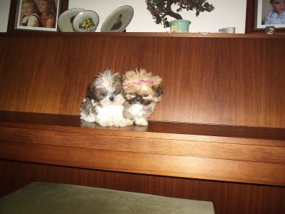 CAES varias raças miniaturas