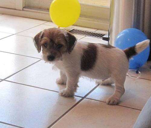 Gratis Jack Russell Terrier