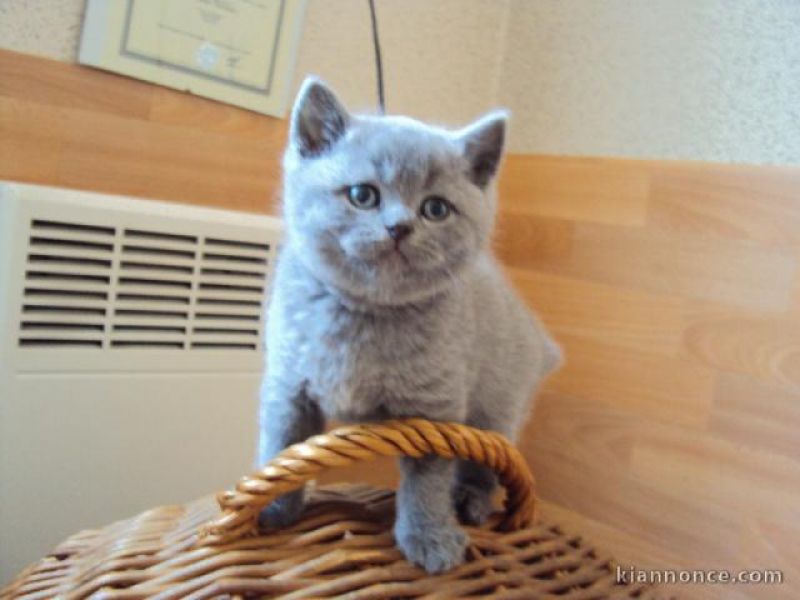 Gatinhos de raça pura Chartreux A ser dado contra bons cuidados