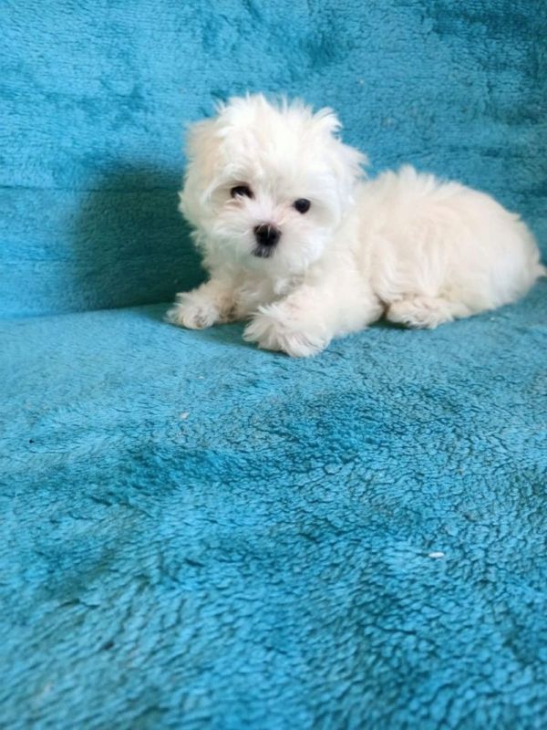 Lindos filhotes de maltês disponíveis