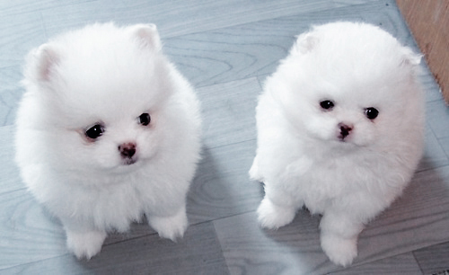Filhotes de cachorro pomeranian minúsculos