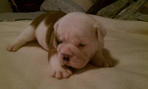 wow!! Adorável Bulldog Inglês cachorros para adoção livre