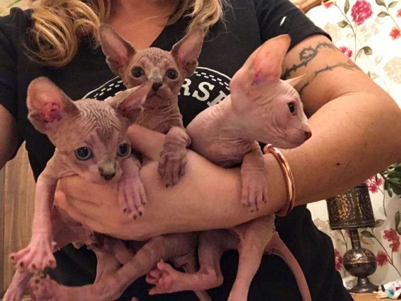 Gatinhos Sphynx fofos à procura de um novo lar