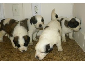 mais bonito; São Bernardo filhotes