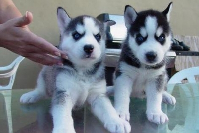 Lindos 12 semanas de idade filhotes de cachorro de raça pura Huskies Siberianos