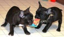 impressionante pedigree filhotes bulldog francês já estão disponíveis para novas famílias.