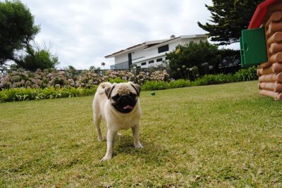 PUG procura namorada