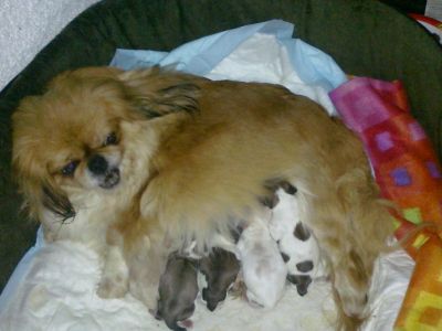 Cães de raça Pequinês/Pequinois