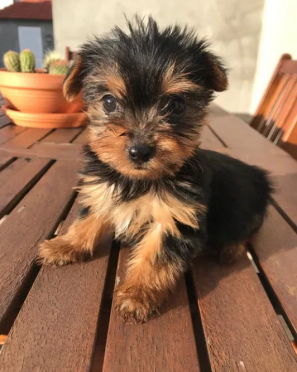 Yorkshire Terrier Filhotes Pronto Agora