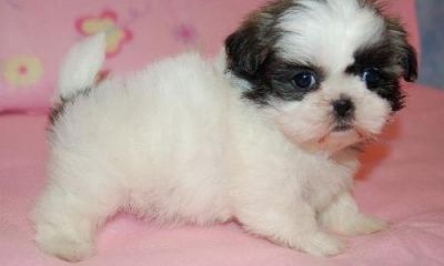 Shih Tzu mini com LOP e Afixo