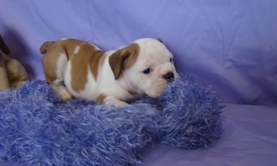 doce masculino e feminino Inglês bulldog procurando uma casa adorável bichinho