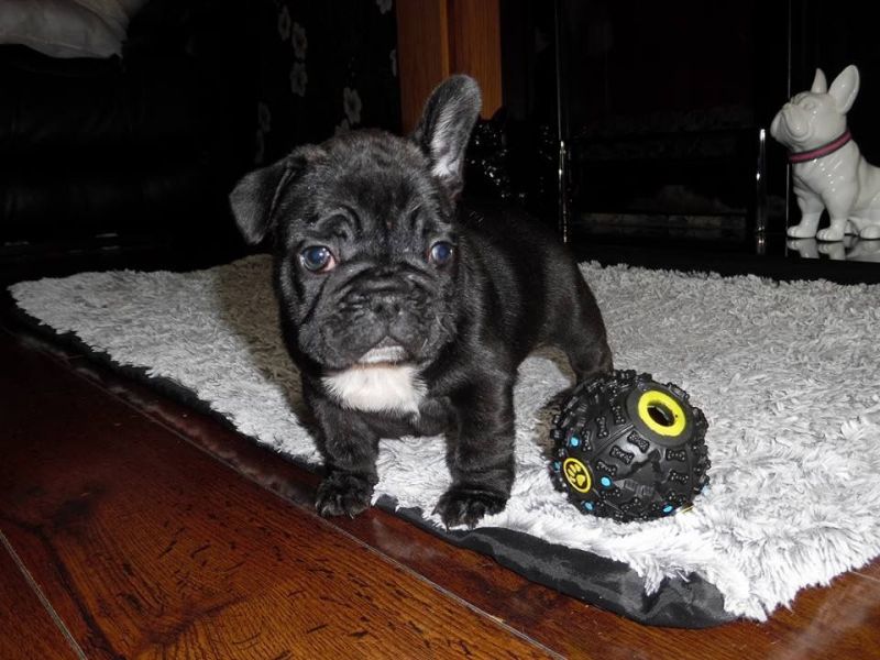 Filhotes bulldog frances para adoção