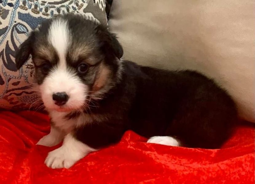 Filhotes de Corgi Incríveis