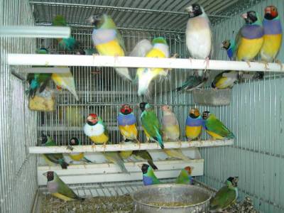 Compro lotes de exóticos para revenda