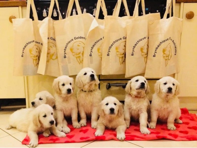 Ready Now Kc Health Tested Cream Golden Retriever