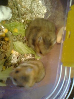 hamster Sirio