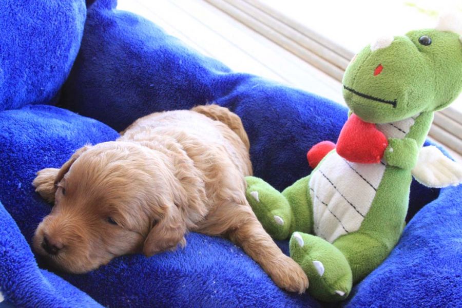 Filhotes de Golden Doodle  machos e fêmeas 