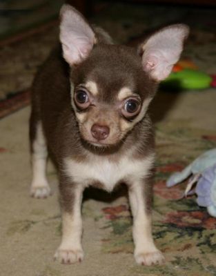 Chihuahua cachorros para adoÃ§Ã£o