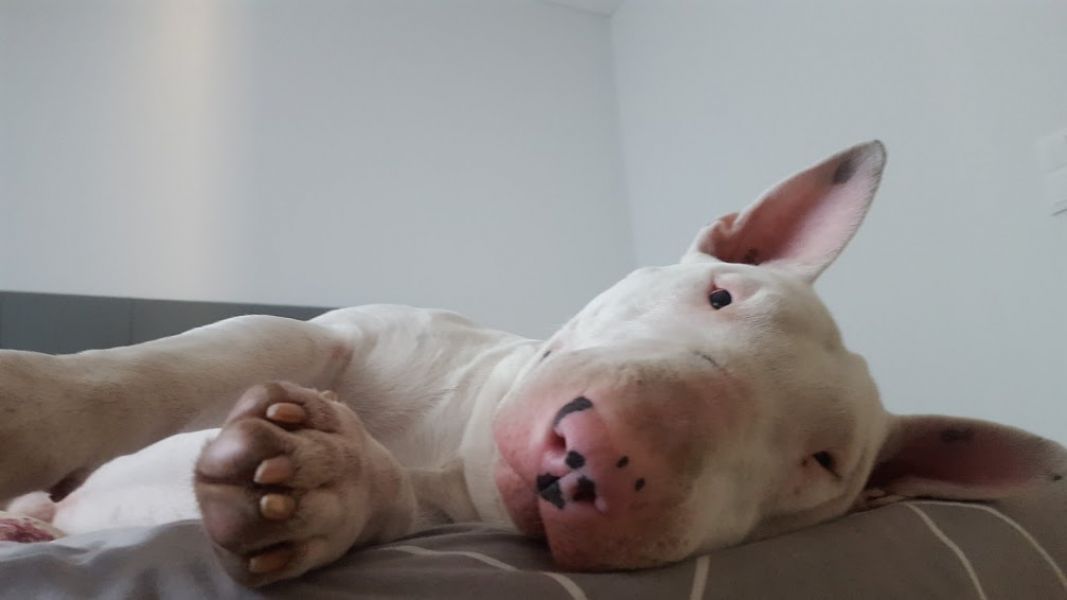 Bull Terrier com LOP para acasalar