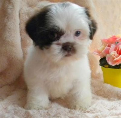 Shih tzu para adoção.