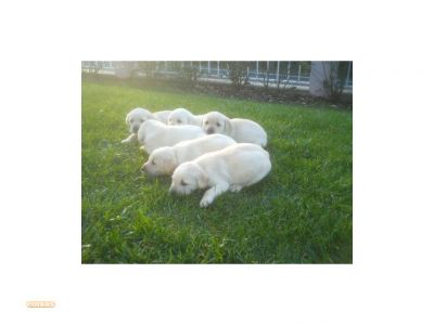 labradores ja com 2 vacinas e pediggre -967888237