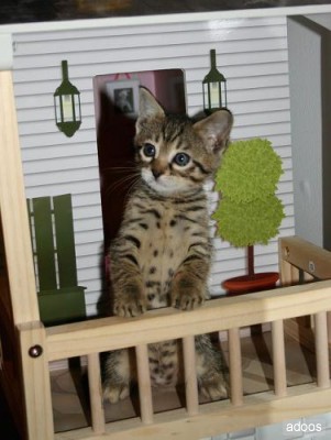 Savanna gatinhos para venda