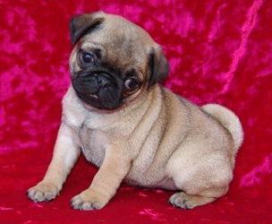 pug adorável cachorrinho para adopção