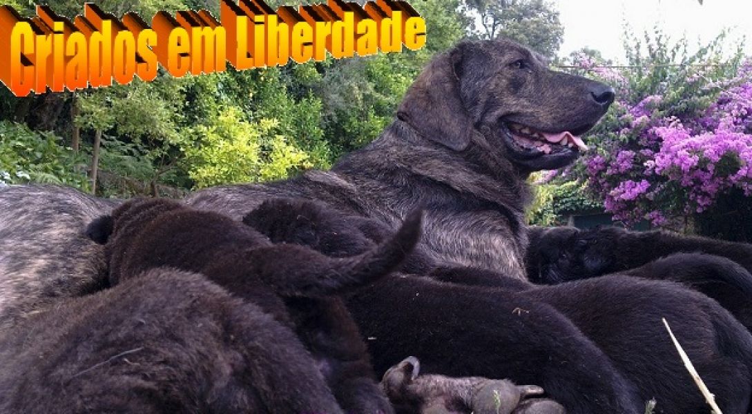 CachorrosCastro Laboreiro Linhas Tradicionais de Trabalho e Companhia