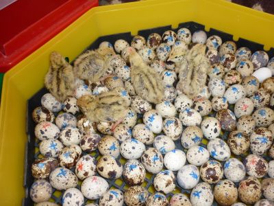 ovos de codorniz galados