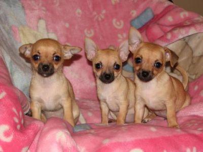 Mão criados bonitas chihuahua cachorros pequenos para venda