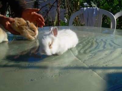 Hamsters russo e Coelhos anões