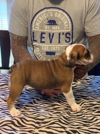 Filhotes de cachorro Bulldog Inglês disponível (lawsonm375@gmail.com0