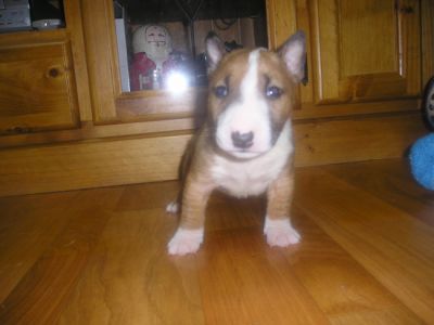 Filhotes puro-sangue de Bull terrier miniatura prontos agora