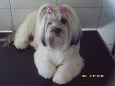 Cabeleireira de Animais - tosquia, banho, stripping...