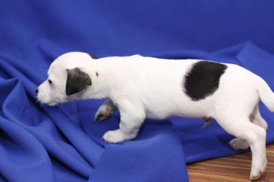 Ninhada 2 cachorros jack russell terrier