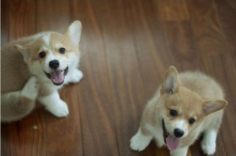 Lindos filhotes de Corgi para realojamento