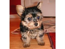 Filhotes de yorkshire terrier adorável para adoção