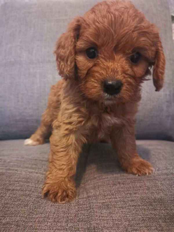 Lindos filhotes de Cavapoo macho e fêmea