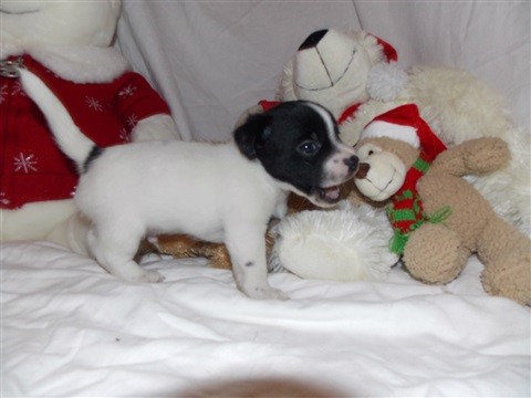 Filhotes de Jack Russell