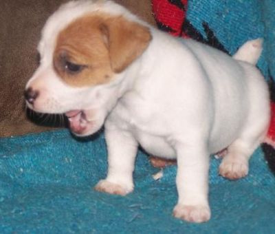Jack russell macho filhote 