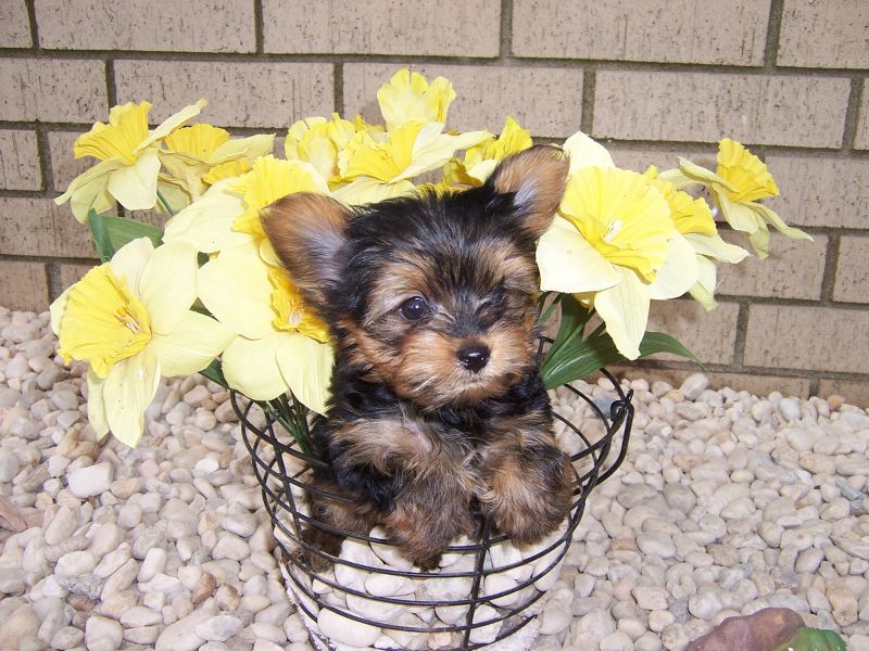 Filhotes de Yorkshire Terrier surpreendentes