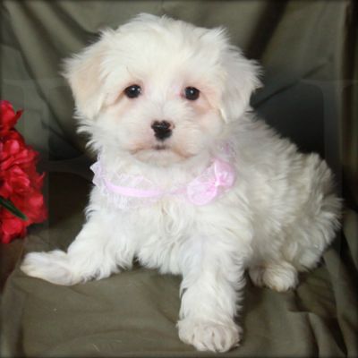 Maltês cachorros para adopção.