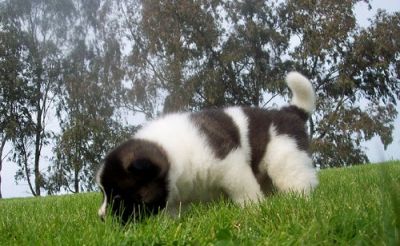 cute e adorável cachorros Akita para adoção livre contato para mais informações