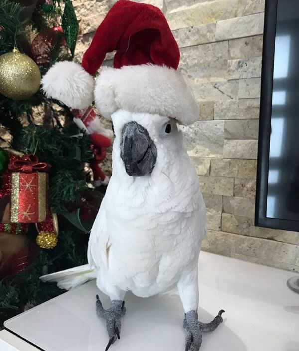 Arara jovem deslumbrante para venda