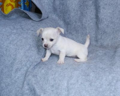 2 Mini Chihuahua toy,