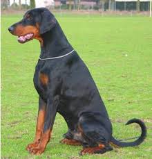 Ninhada impressionante de Dobermann cachorro de