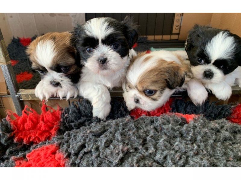 Lindos Filhotes Kc Shih Tzu Meninos e Meninas