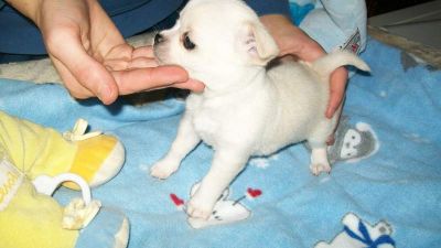 Chihuahuas cores raras minis 