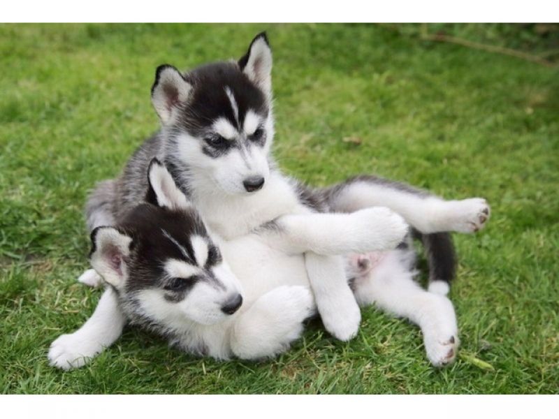 Filhotes de Husky Siberiano