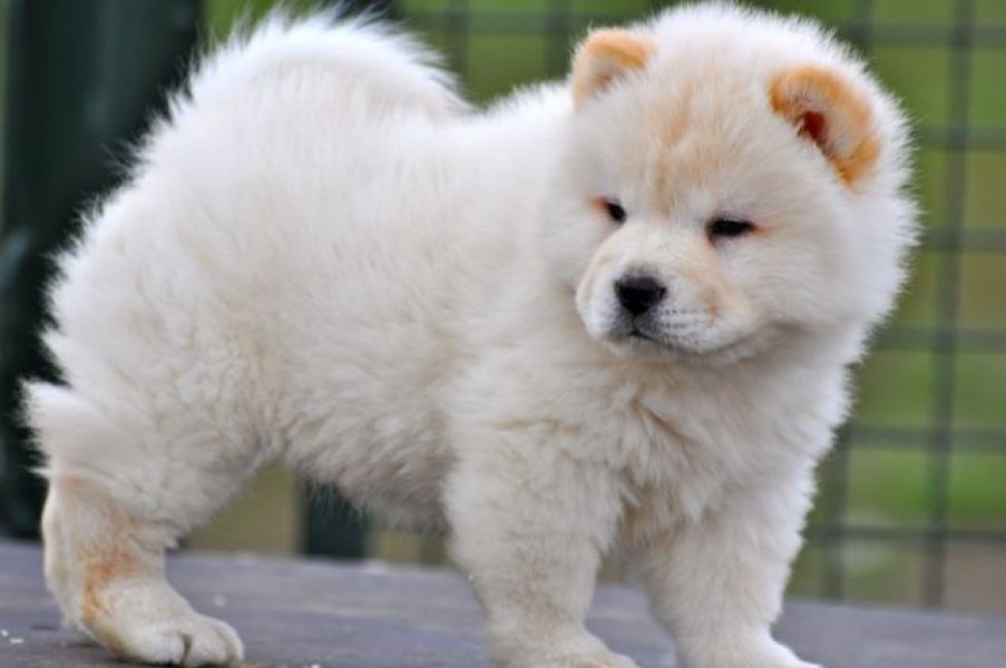 Filhotes Chow Chow para Adopção